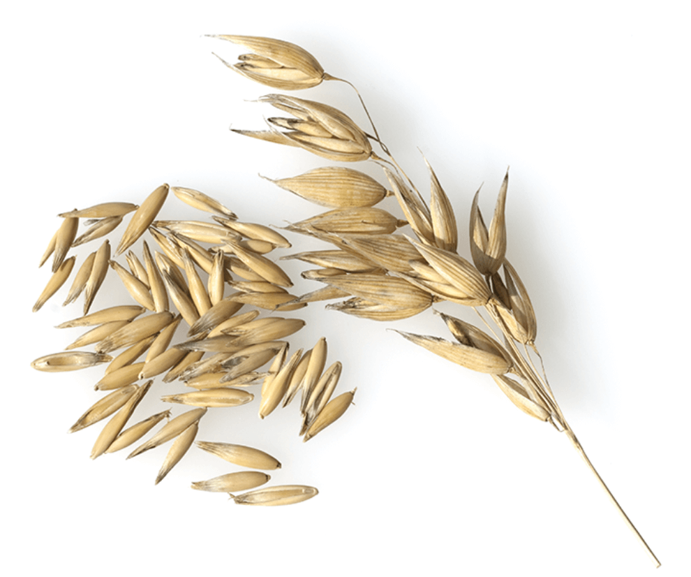 Grain